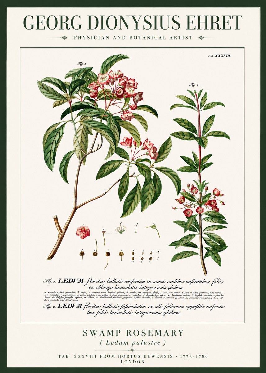 Georg Dionysius Ehret Swamp Rosemary (Ledum Palustre) No3 - Affiche