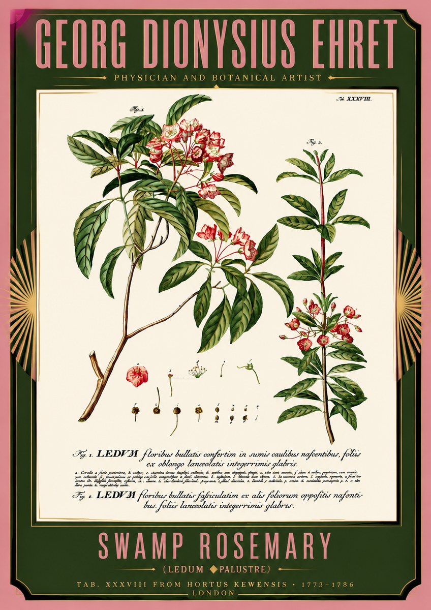 Georg Dionysius Ehret Swamp Rosemary (Ledum Palustre) No5 - Affiche