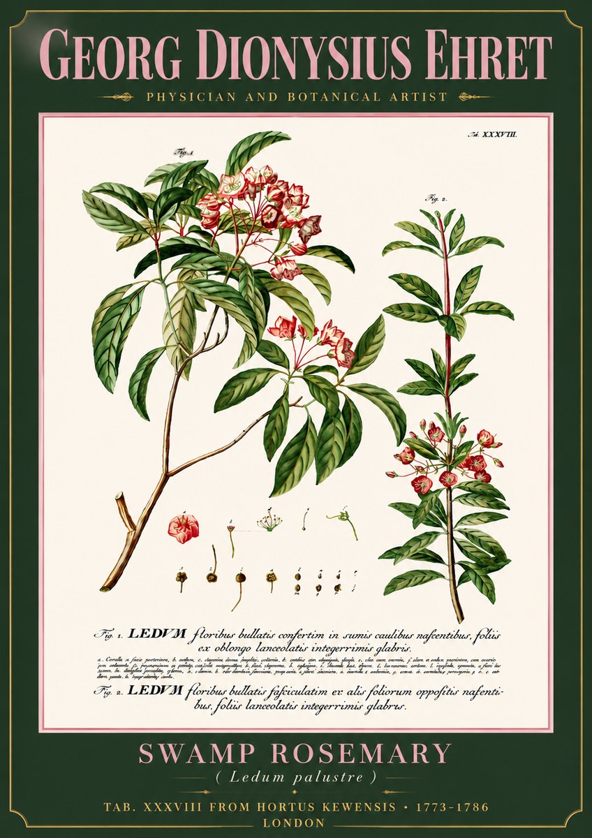 Georg Dionysius Ehret Swamp Rosemary (Ledum Palustre) No6 - Affiche