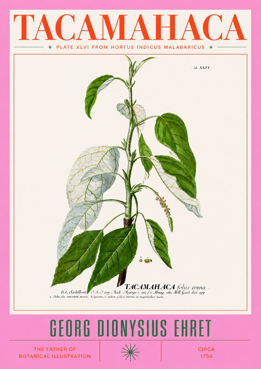 Georg Dionysius Ehret Tacamahaca (Saddlewood) No3 - Affiche