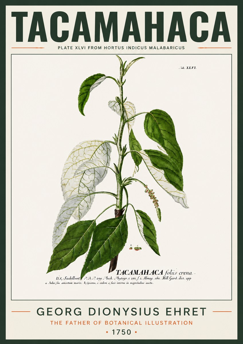 Georg Dionysius Ehret Tacamahaca (Saddlewood) No4 - Affiche