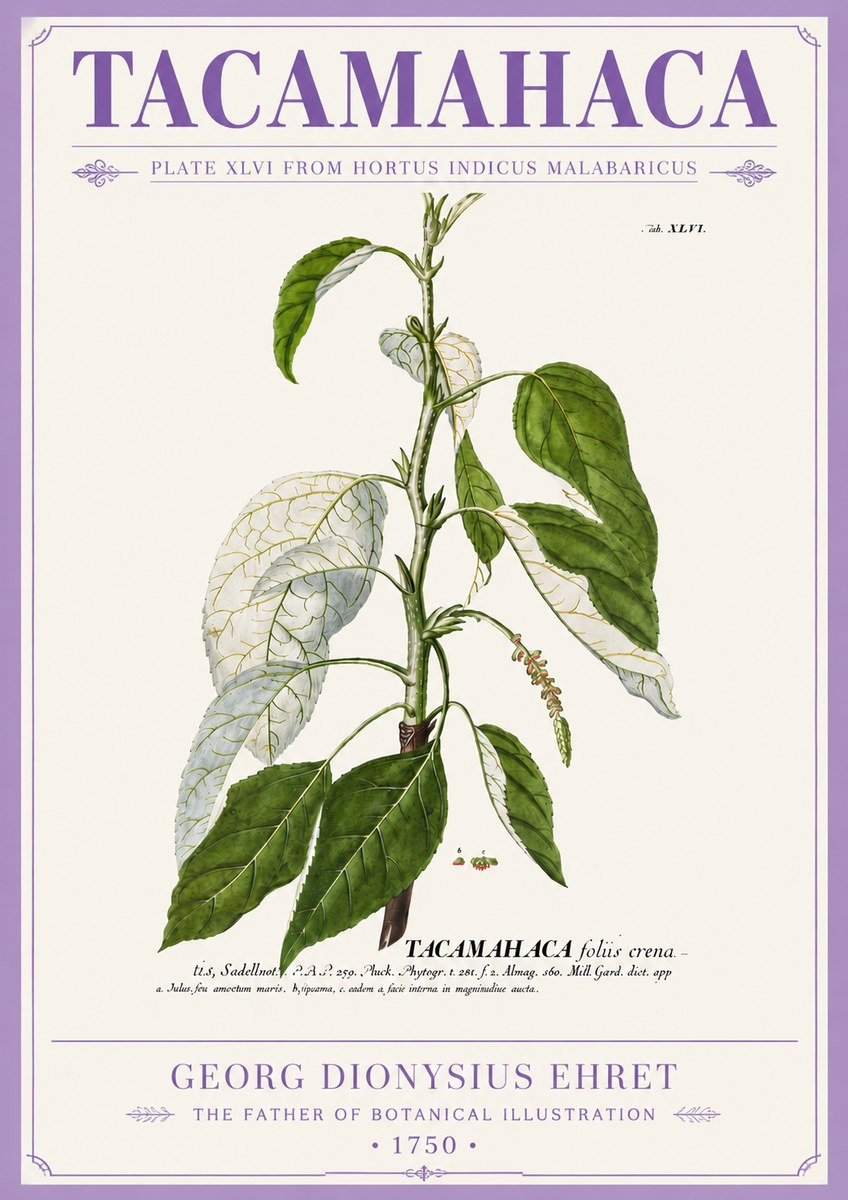Georg Dionysius Ehret Tacamahaca (Saddlewood) No5 - Affiche