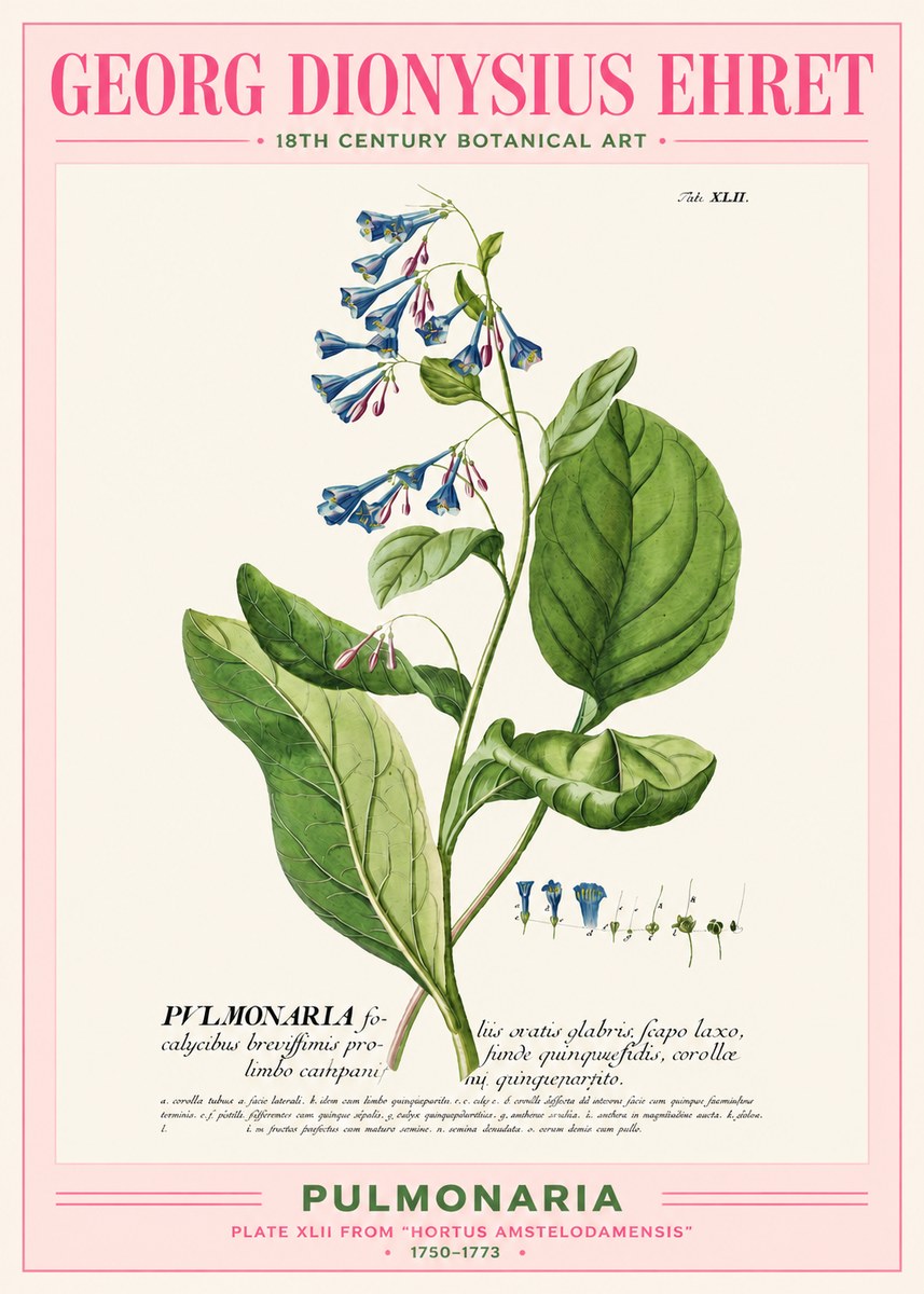 Georg Dionysius Ehret Pulmonaria No2 - Affiche