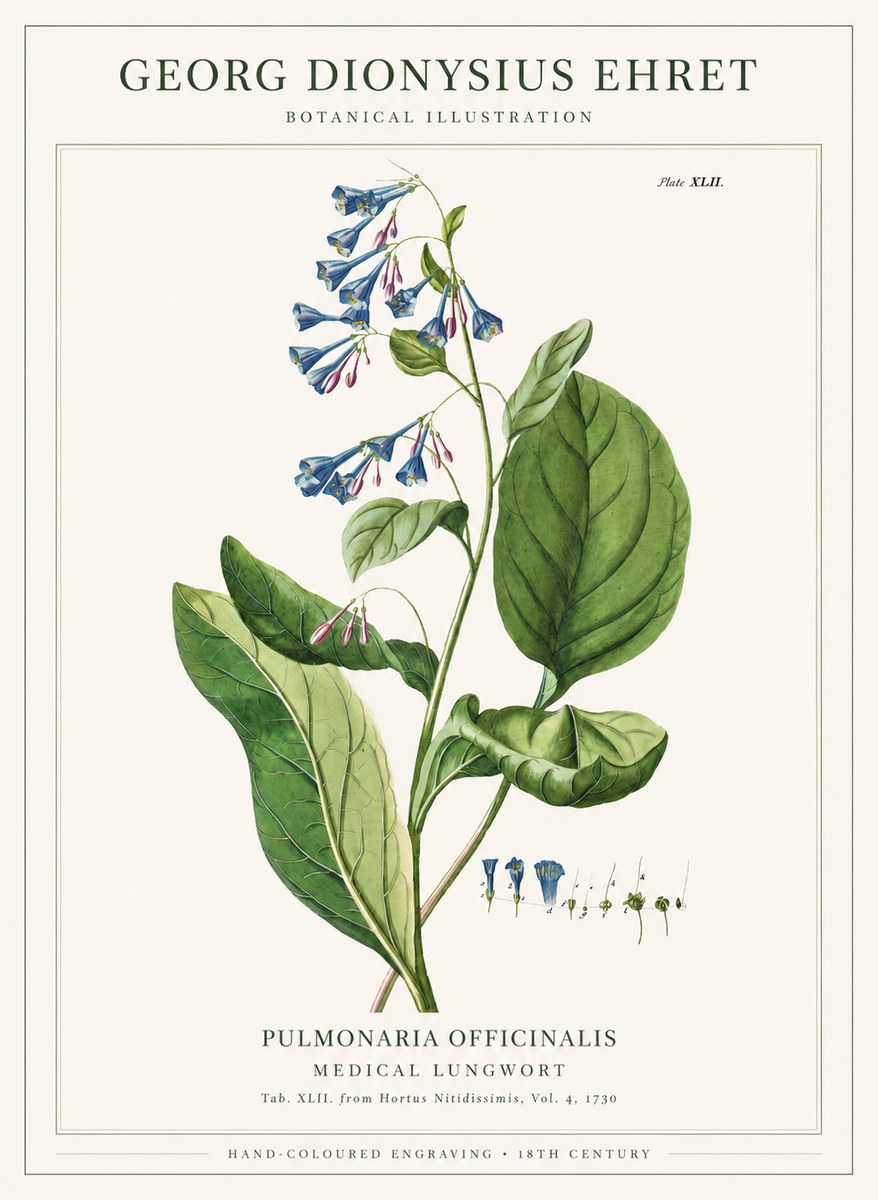 Georg Dionysius Ehret Pulmonaria No6 - Affiche