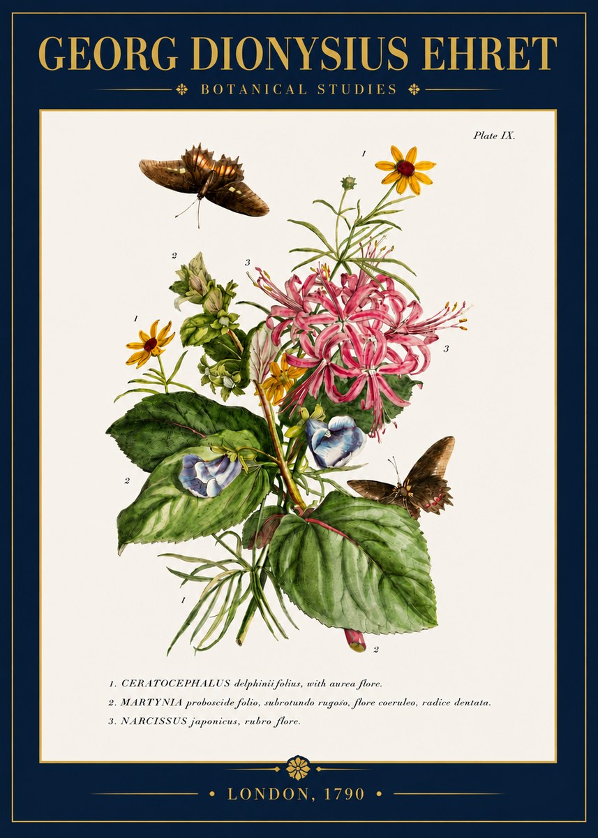 Georg Dionysius Ehret Botanical Studies - Plate Ix No4 - Affiche
