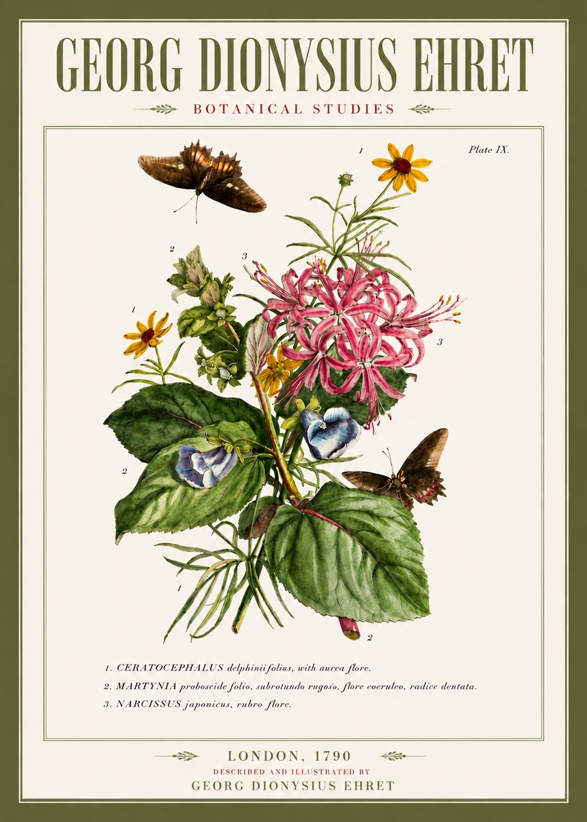 Georg Dionysius Ehret Botanical Studies - Plate Ix No5 - Affiche