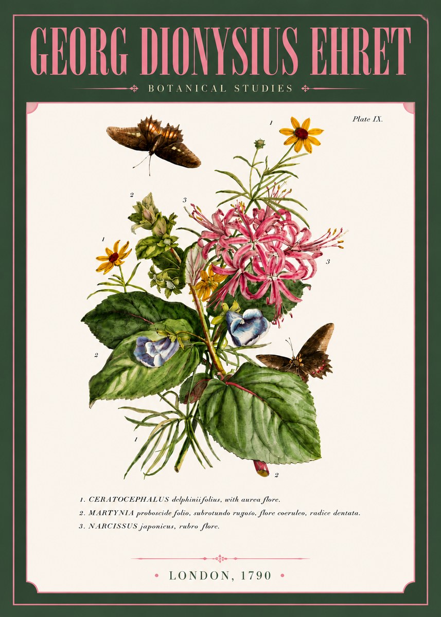 Georg Dionysius Ehret Botanical Studies - Plate Ix No6 - Affiche