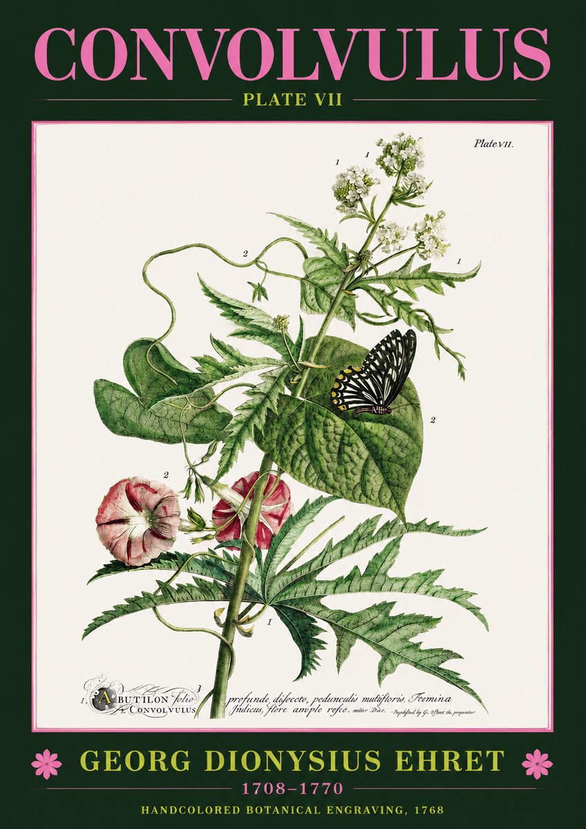 Georg Dionysius Ehret Convolvulus - Plate Vii No2 - Affiche