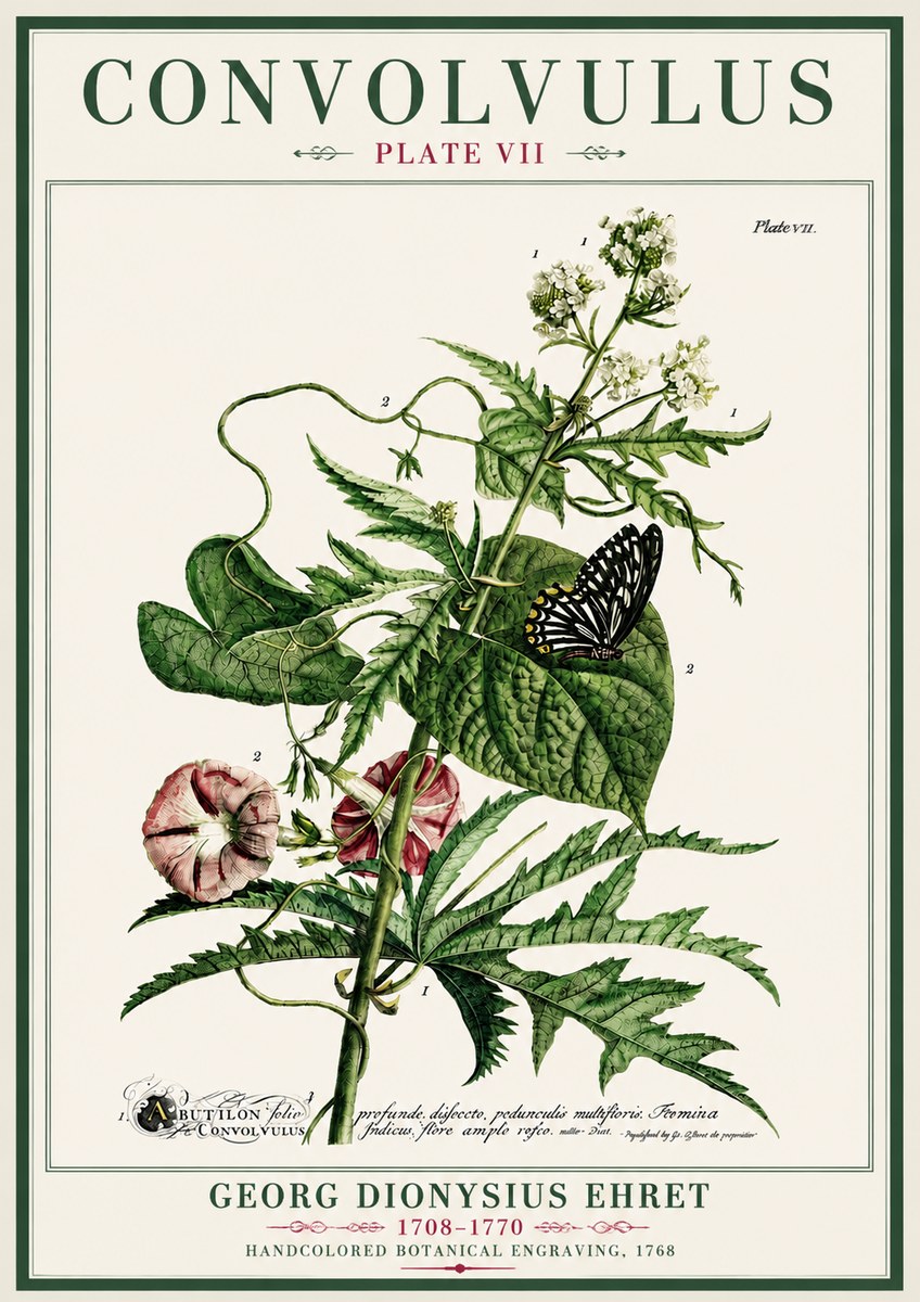 Georg Dionysius Ehret Convolvulus - Plate Vii No4 - Affiche