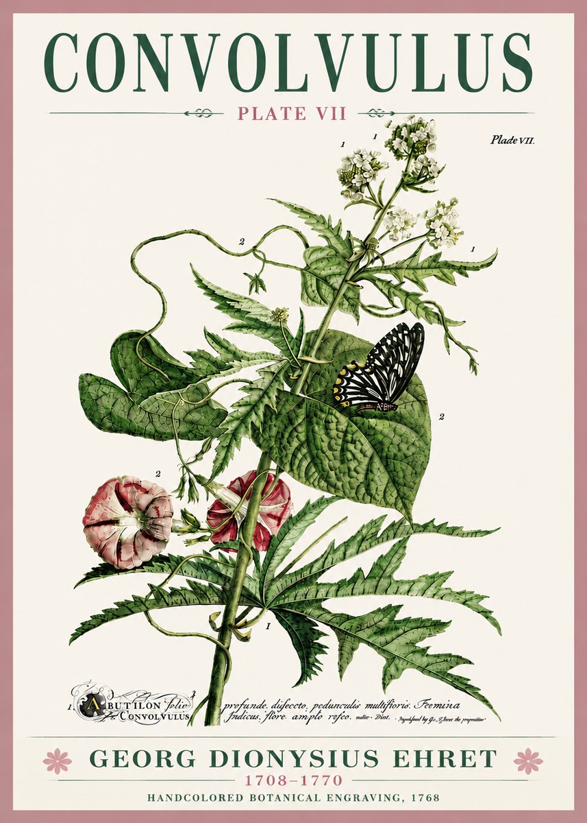 Georg Dionysius Ehret Convolvulus - Plate Vii No6 - Affiche