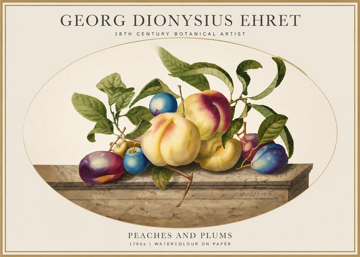 Georg Dionysius Ehret Plums & Peaches No5 - Affiche