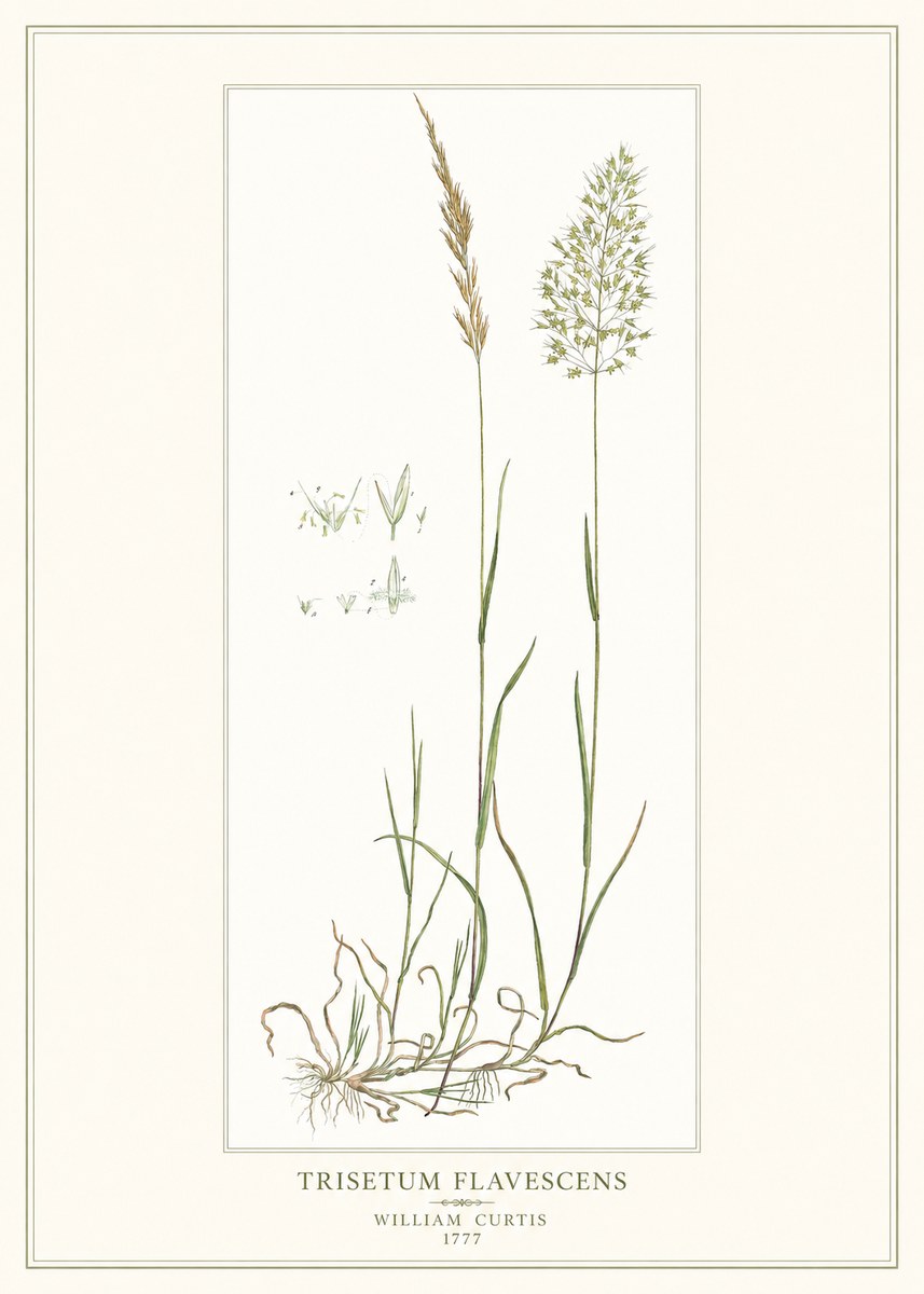 William Curtis Trisetum Flavescens I No1 - Affiche