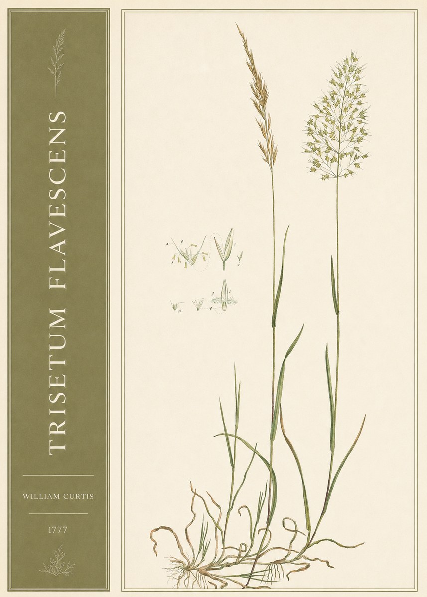 William Curtis Trisetum Flavescens I No2 - Affiche