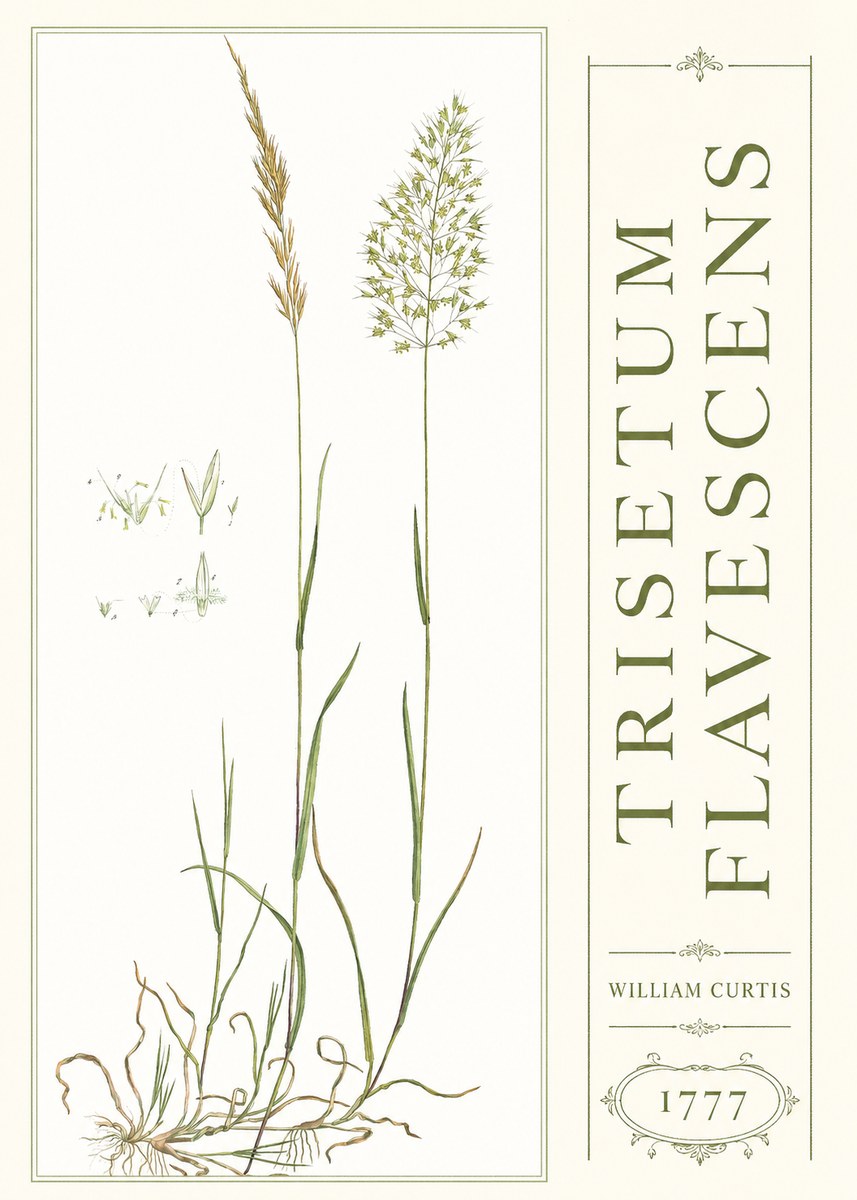 William Curtis Trisetum Flavescens I No3 - Affiche