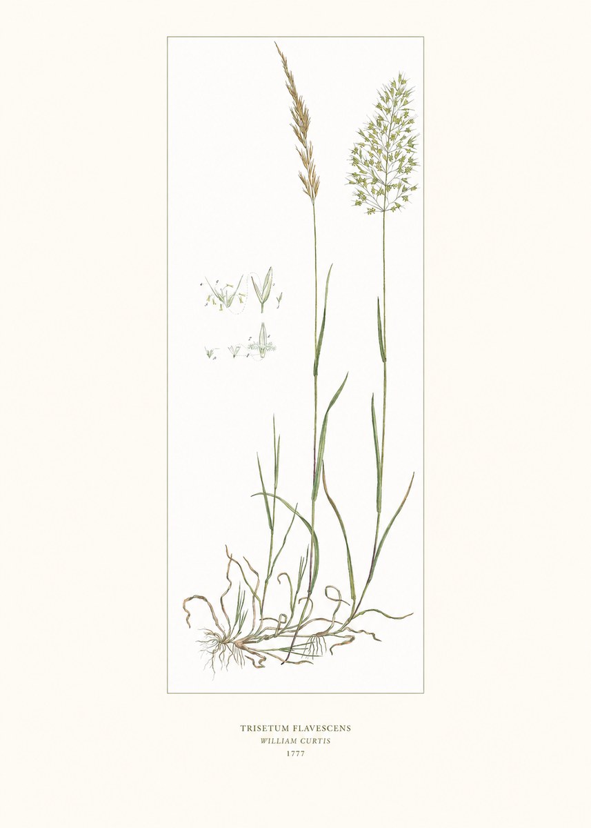 William Curtis Trisetum Flavescens I No6 - Affiche
