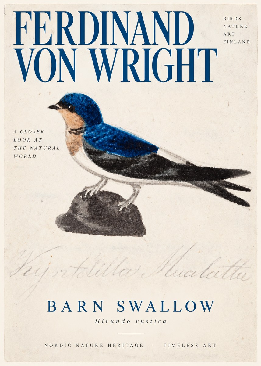 Ferdinand von Wright Swallow (Hirundo Rustica) No3 - Affiche