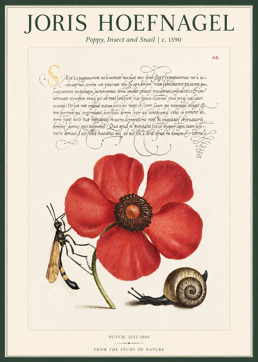 Joris Hoefnagel Poppy, Wasp & Snail No2 - Affiche