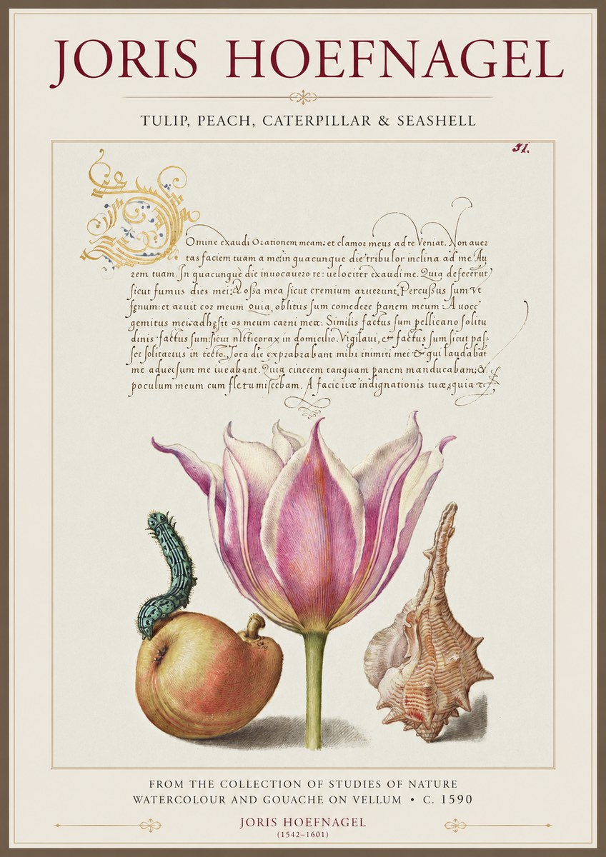 Joris Hoefnagel Tulip, Peach, Caterpillar & Seashell No1 - Affiche