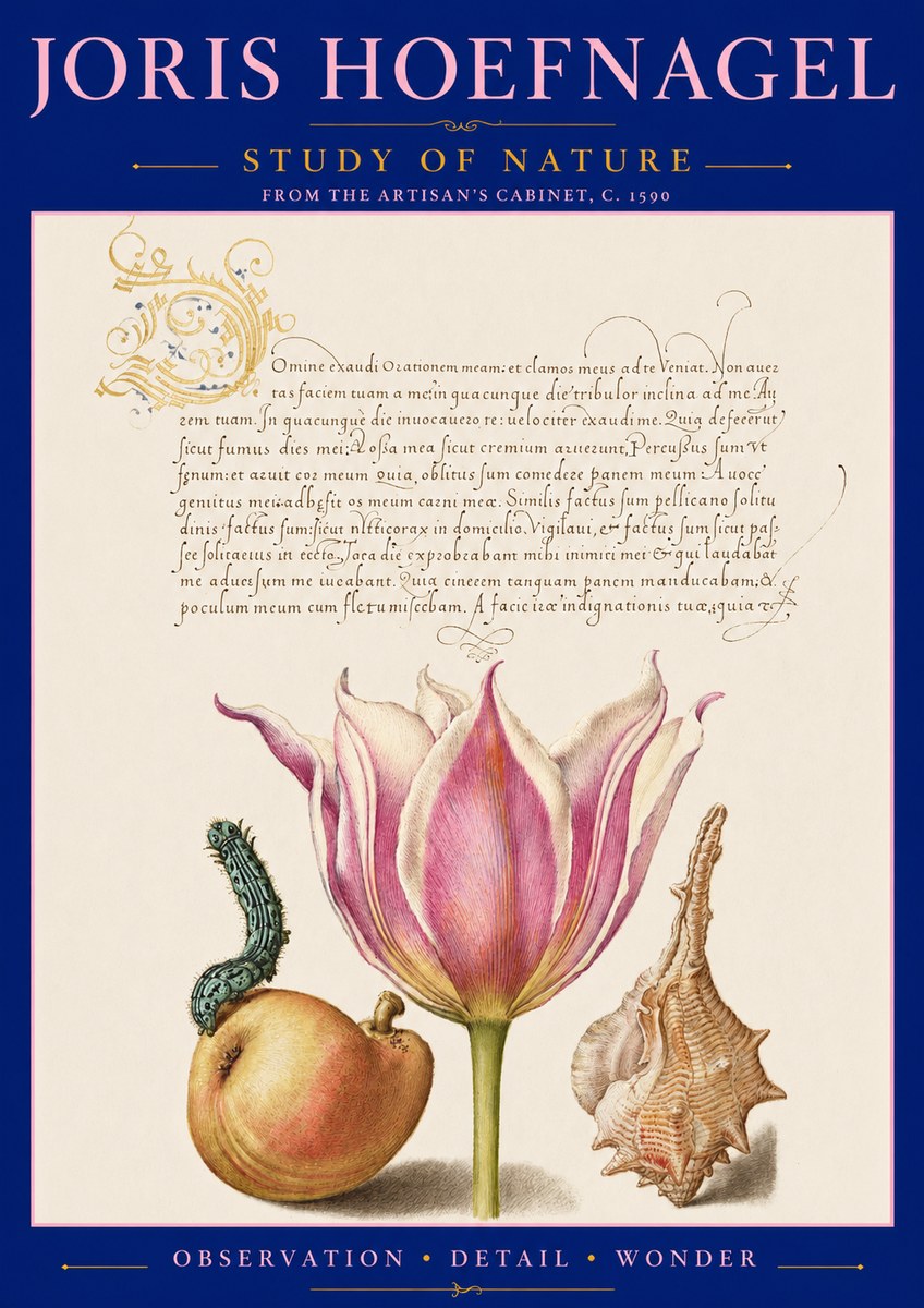 Joris Hoefnagel Tulip, Peach, Caterpillar & Seashell No3 - Affiche