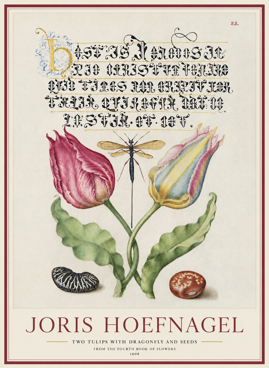 Joris Hoefnagel Two Tulips with Dragonfly and Seeds No1 - Affiche