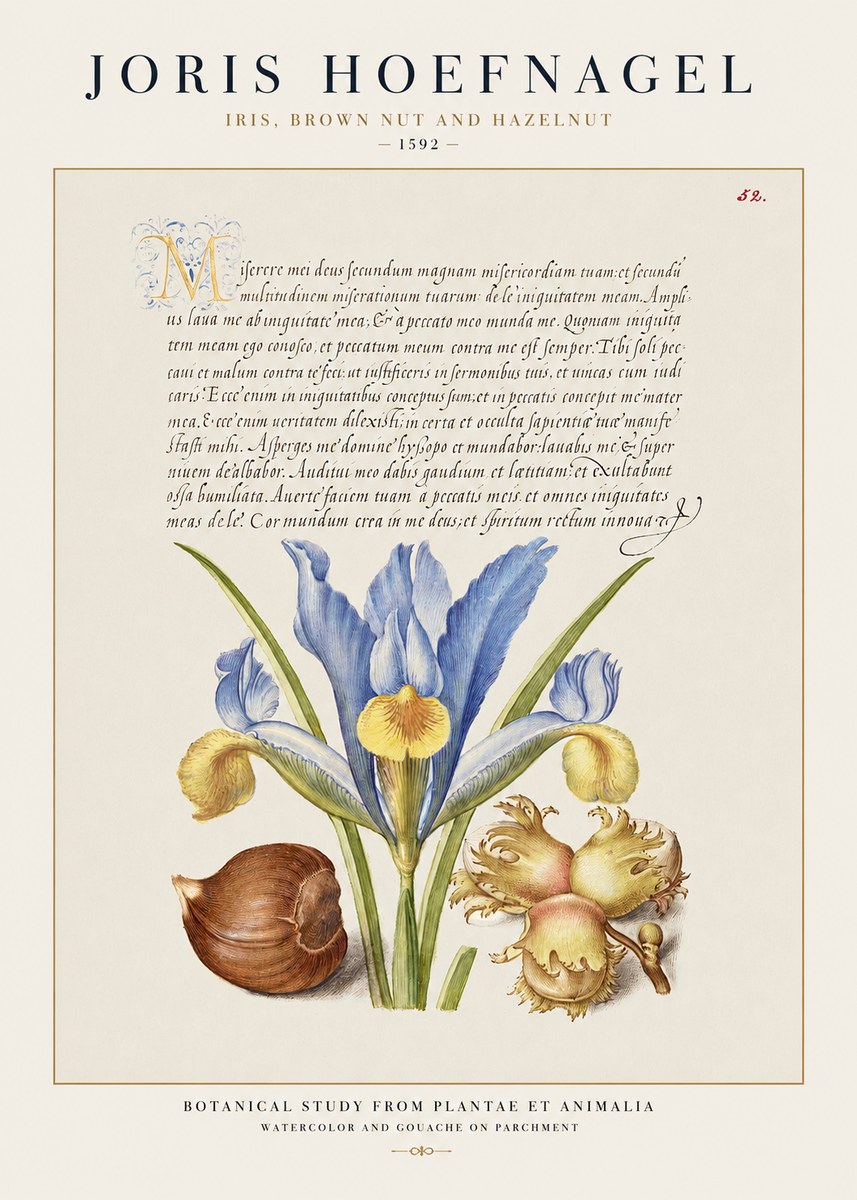 Joris Hoefnagel Iris, Brown Nut and Hazelnut No1 - Affiche