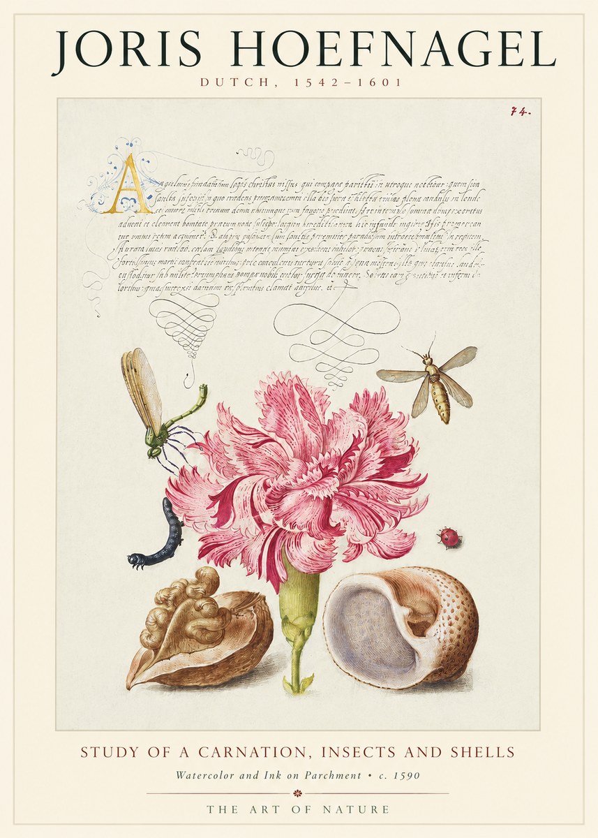 Joris Hoefnagel Study of a Carnation, Insects and Shells No1 - Affiche