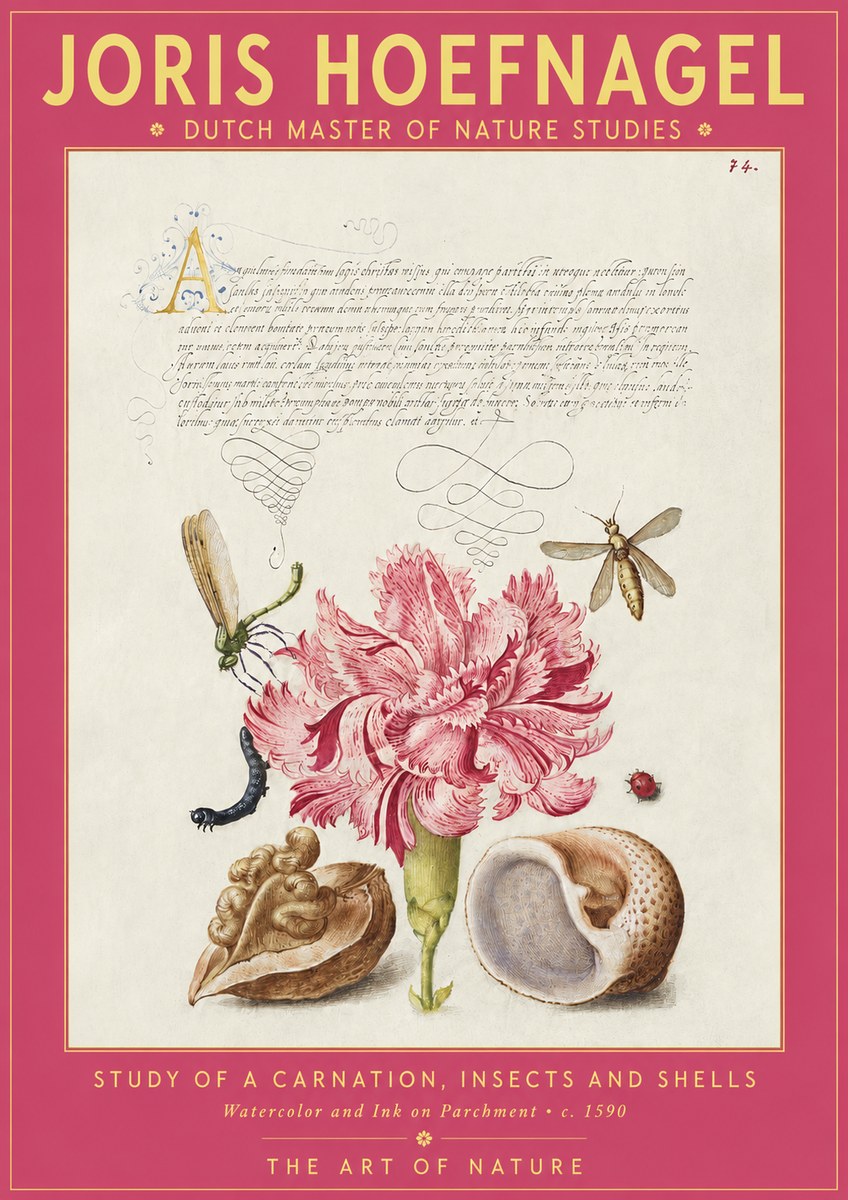 Joris Hoefnagel Study of a Carnation, Insects and Shells No2 - Affiche