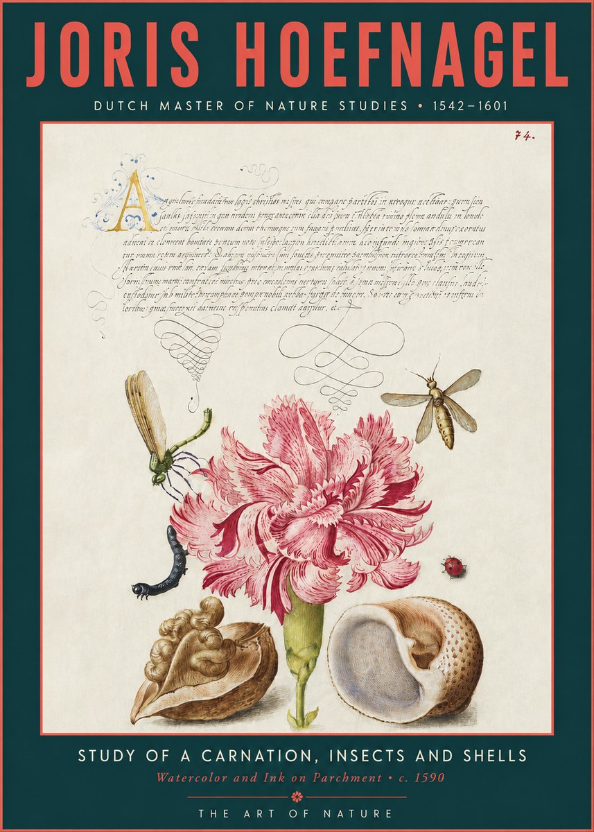 Joris Hoefnagel Study of a Carnation, Insects and Shells No3 - Affiche
