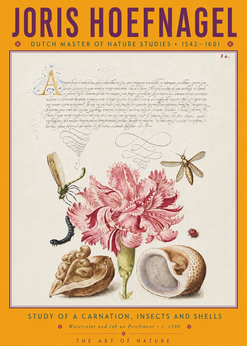 Joris Hoefnagel Study of a Carnation, Insects and Shells No4 - Affiche