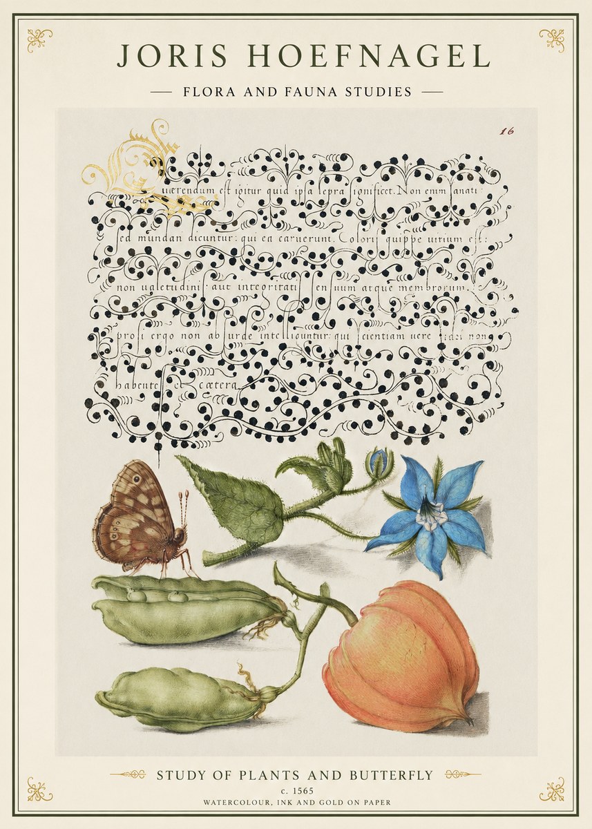 Joris Hoefnagel Study of Plants and Butterfly No1 - Affiche