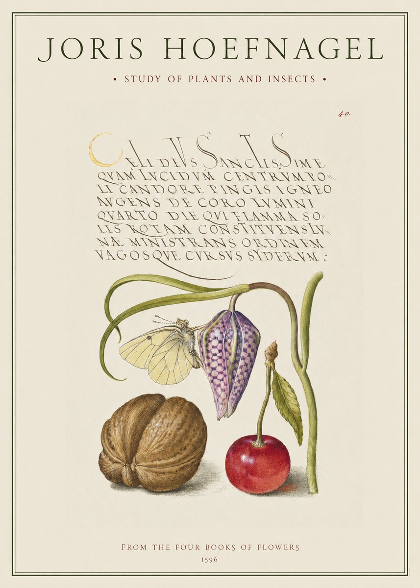 Joris Hoefnagel Study of Plants and Insects No1 - Affiche