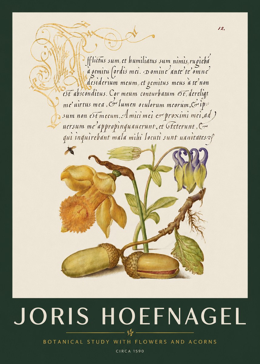 Joris Hoefnagel Illuminated Manuscript with Flowers and Acorns No3 - Affiche