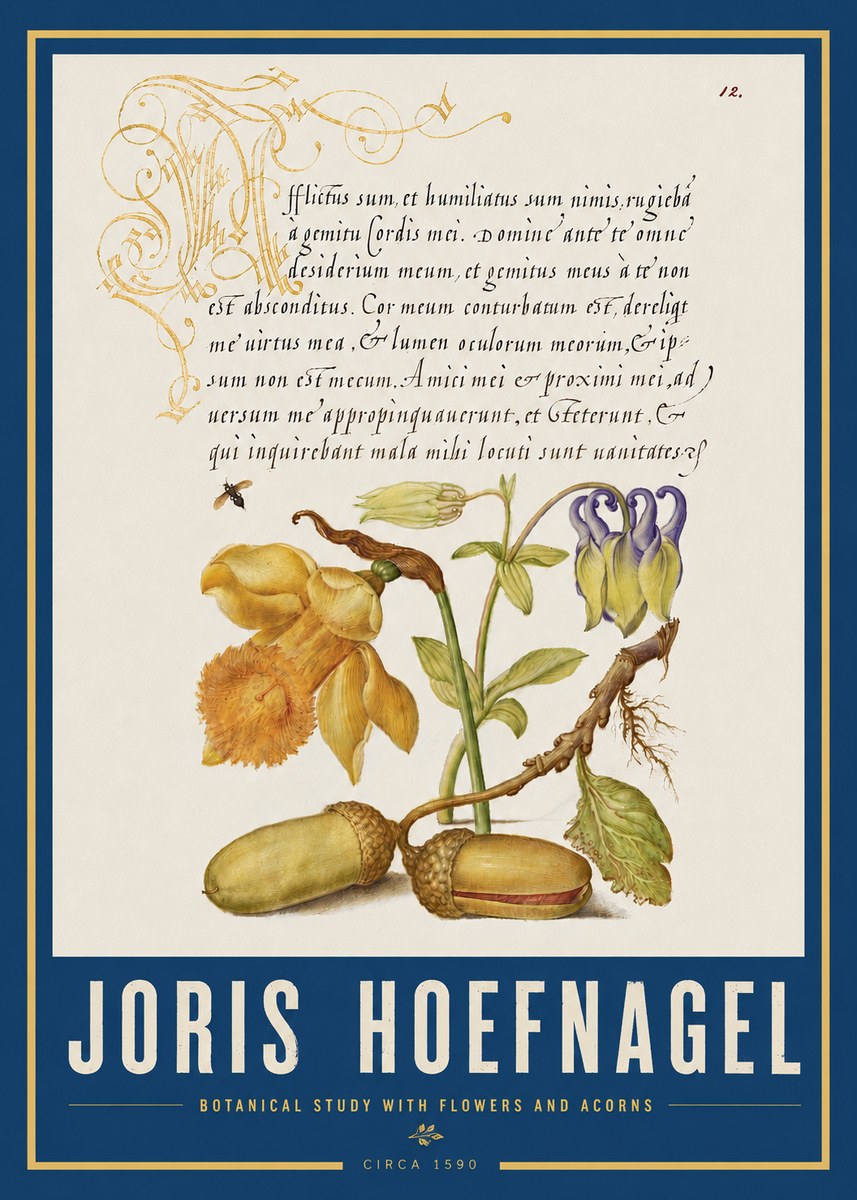 Joris Hoefnagel Illuminated Manuscript with Flowers and Acorns No4 - Affiche