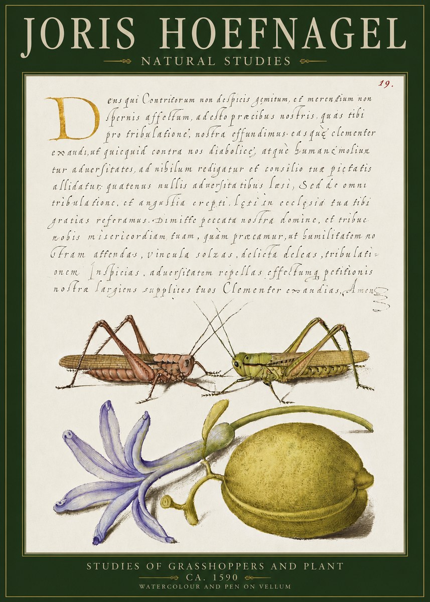 Joris Hoefnagel Studies of Grasshoppers and Plant No2 - Affiche