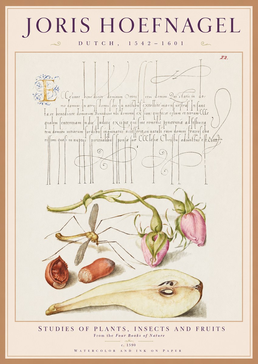 Joris Hoefnagel Studies of Plants, Insects and Fruits No1 - Affiche