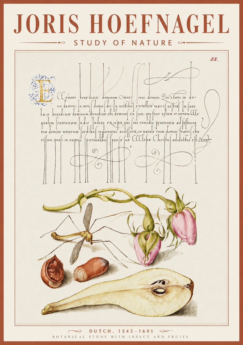Joris Hoefnagel Studies of Plants, Insects and Fruits No5 - Affiche