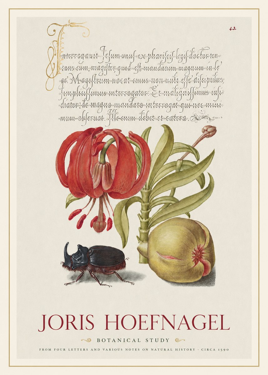 Joris Hoefnagel Botanical Study II No1 - Affiche