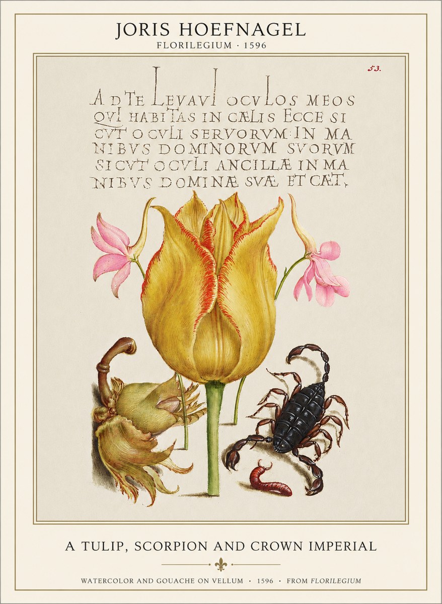 Joris Hoefnagel A Tulip, Scorpion and Crown Imperial No1 - Affiche