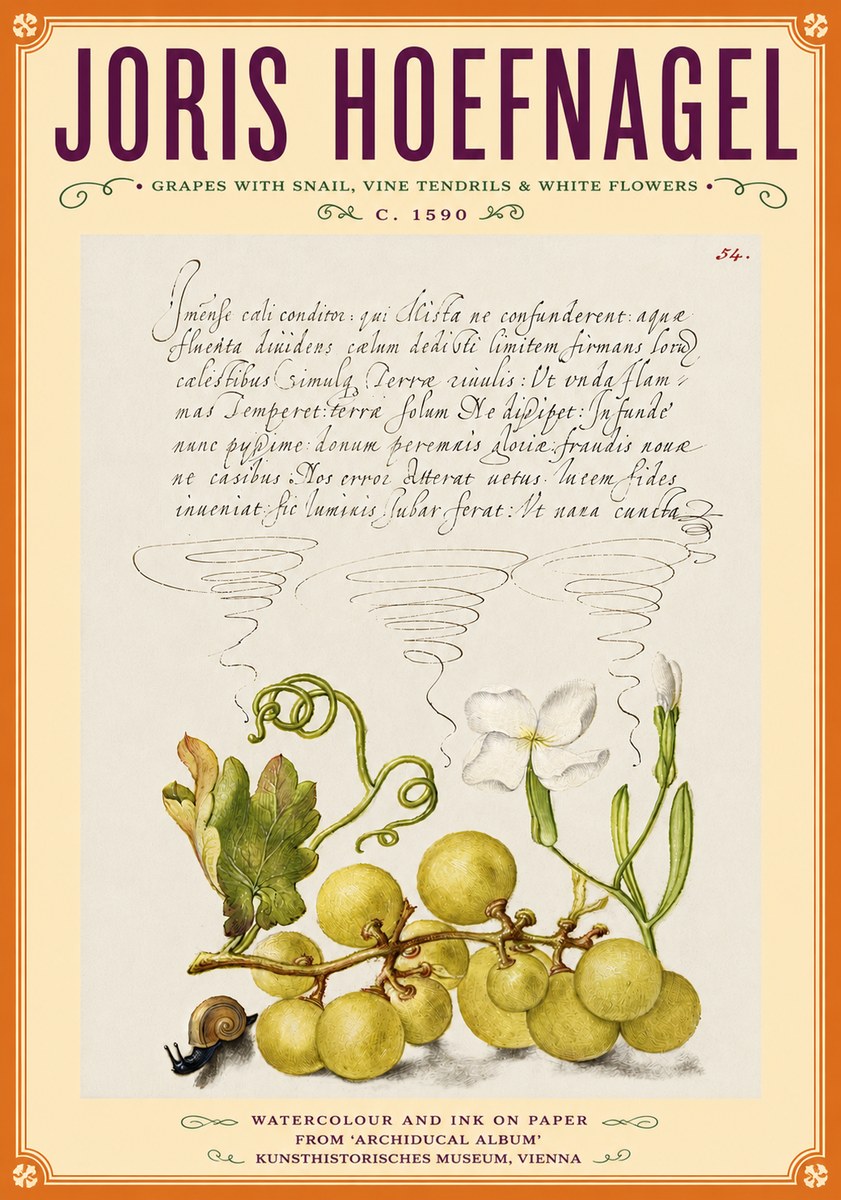Joris Hoefnagel Grapes with Snail, Vine Tendrils & White Flowers No6 - Affiche