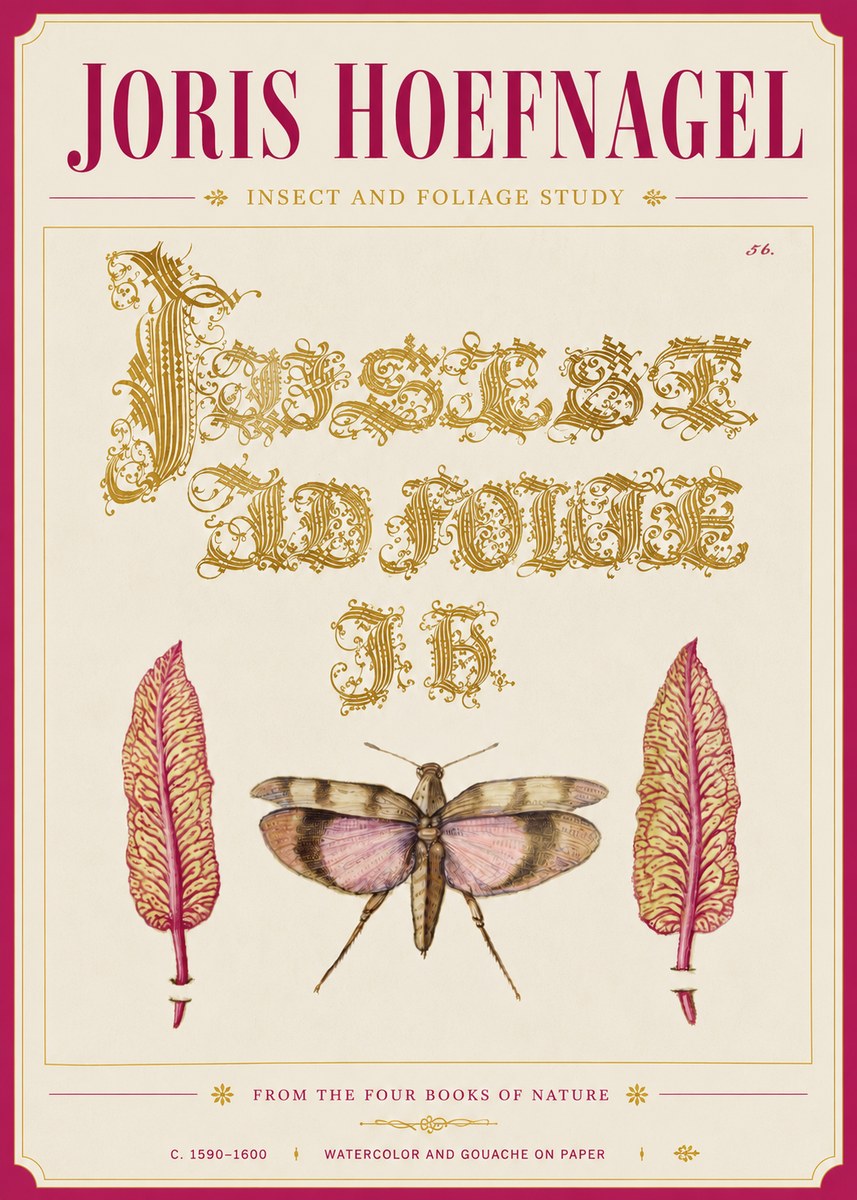 Joris Hoefnagel Insect and Foliage Study No6 - Affiche