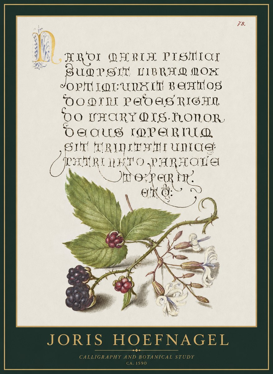 Joris Hoefnagel Calligraphy and Botanical Study II No1 - Affiche