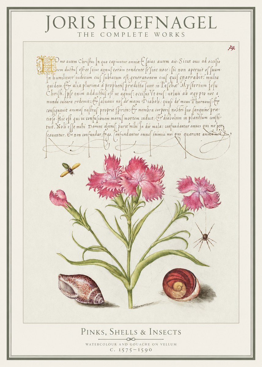 Joris Hoefnagel Pinks, Shells & Insects No1 - Affiche