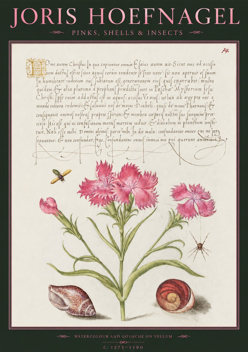 Joris Hoefnagel Pinks, Shells & Insects No2 - Affiche