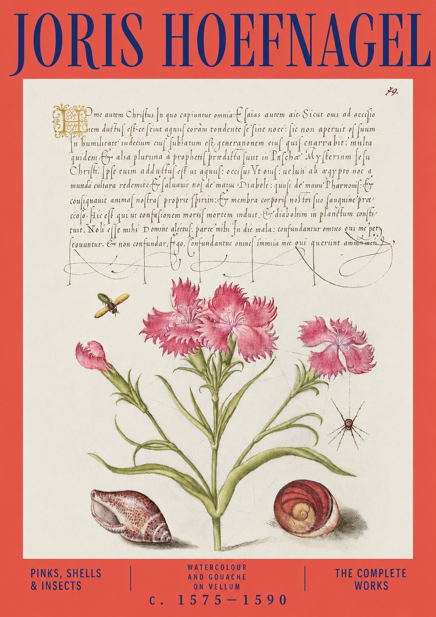 Joris Hoefnagel Pinks, Shells & Insects No3 - Affiche
