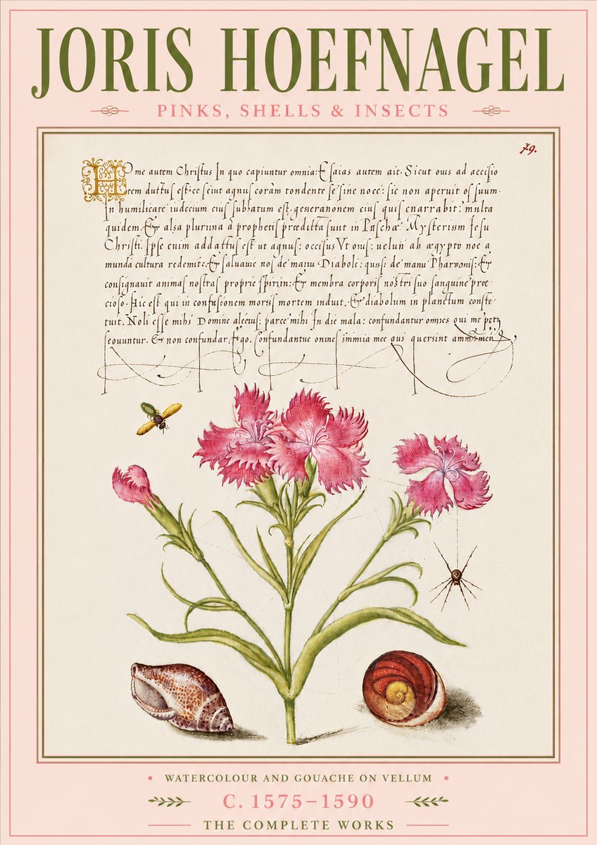 Joris Hoefnagel Pinks, Shells & Insects No6 - Affiche