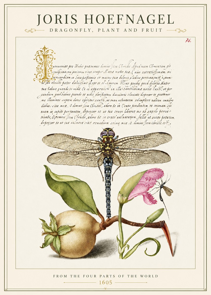 Joris Hoefnagel Dragonfly, Plant and Fruit No1 - Affiche