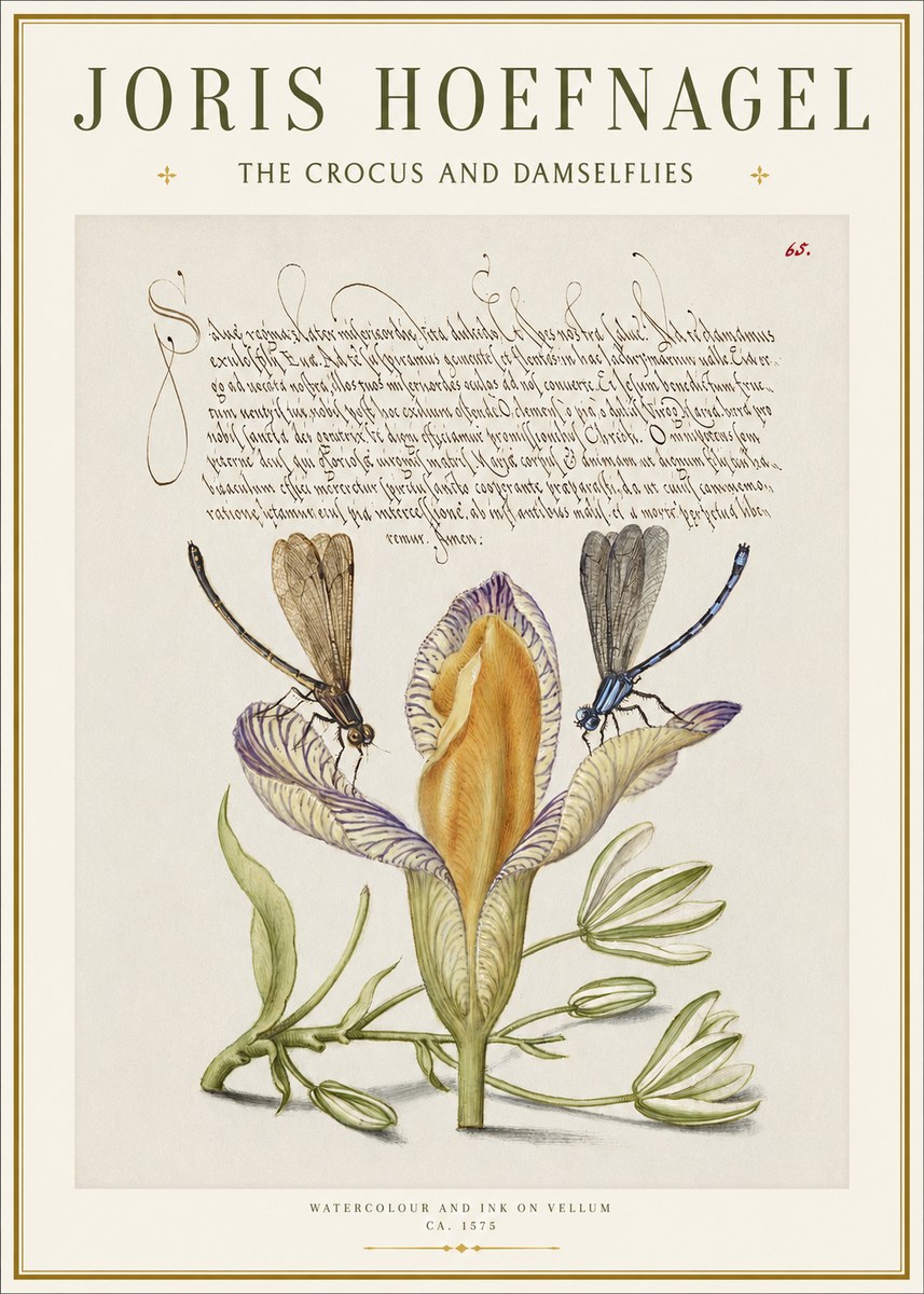 Joris Hoefnagel The Crocus and Damselflies No1 - Affiche