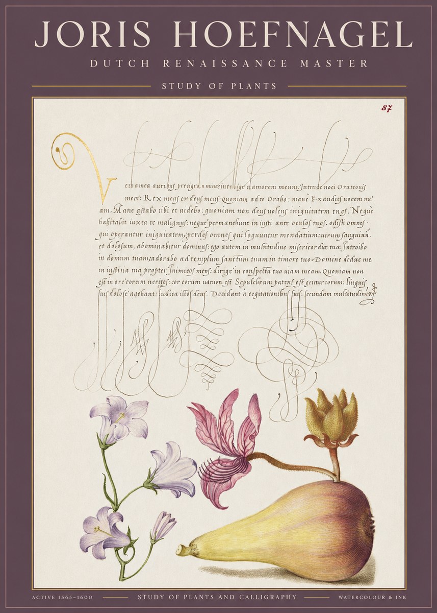 Joris Hoefnagel Study of Plants II No1 - Affiche