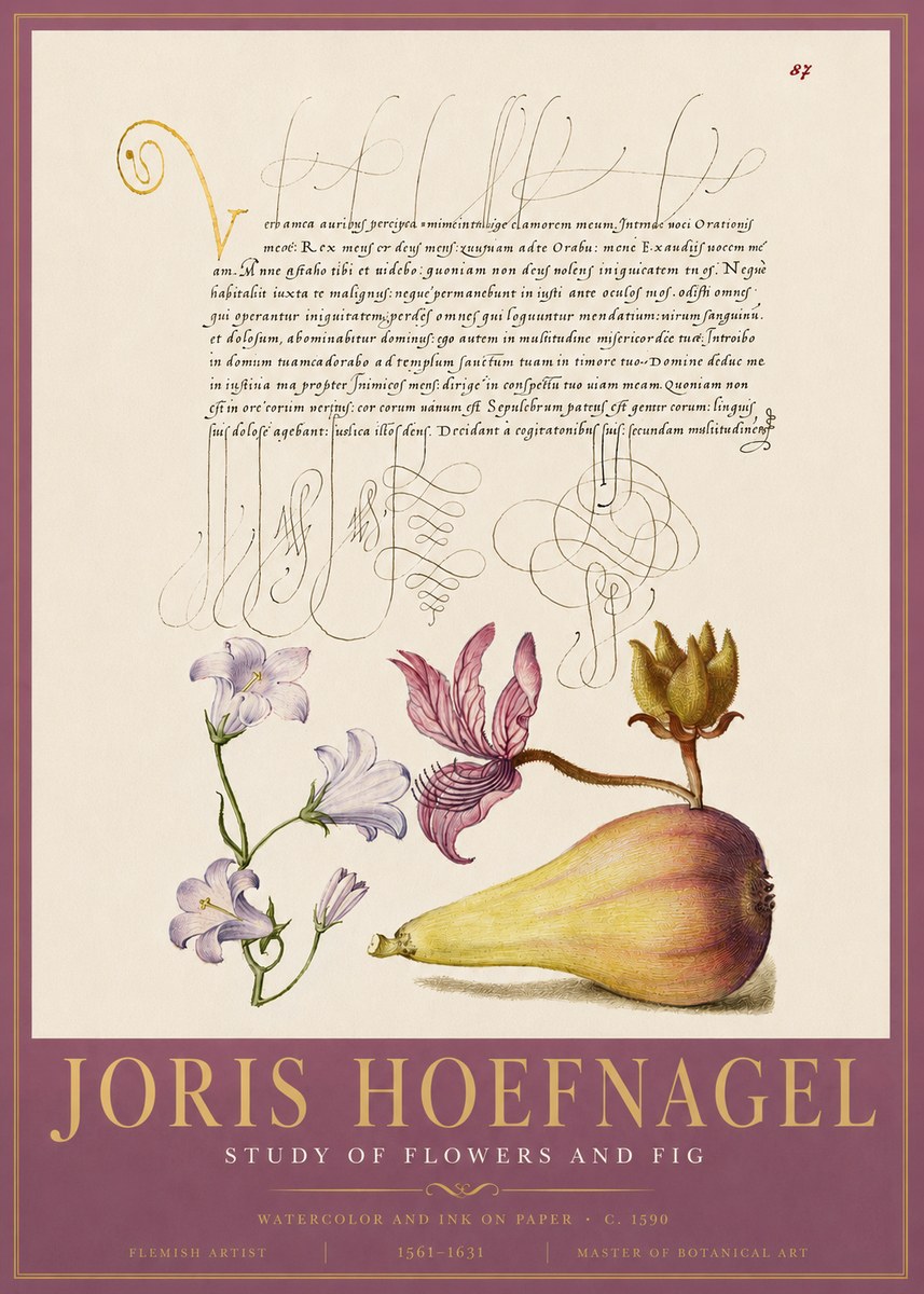 Joris Hoefnagel Study of Plants II No5 - Affiche