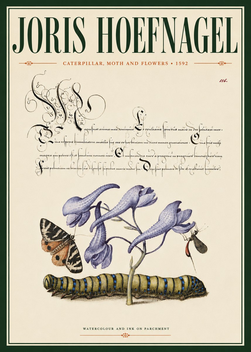 Joris Hoefnagel Caterpillar, Moth and Flowers No4 - Affiche